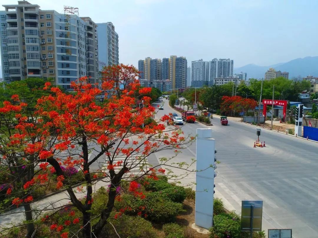 当风把大地吹暖,美丽的元江县城,迎来了凤凰花开.