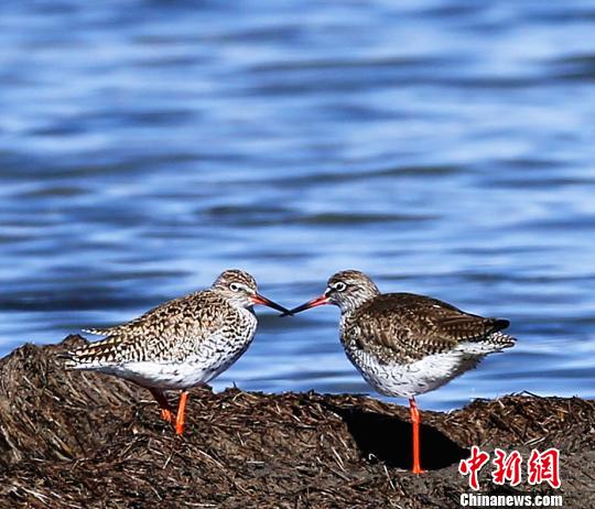 青海湖迎来大量夏候鸟