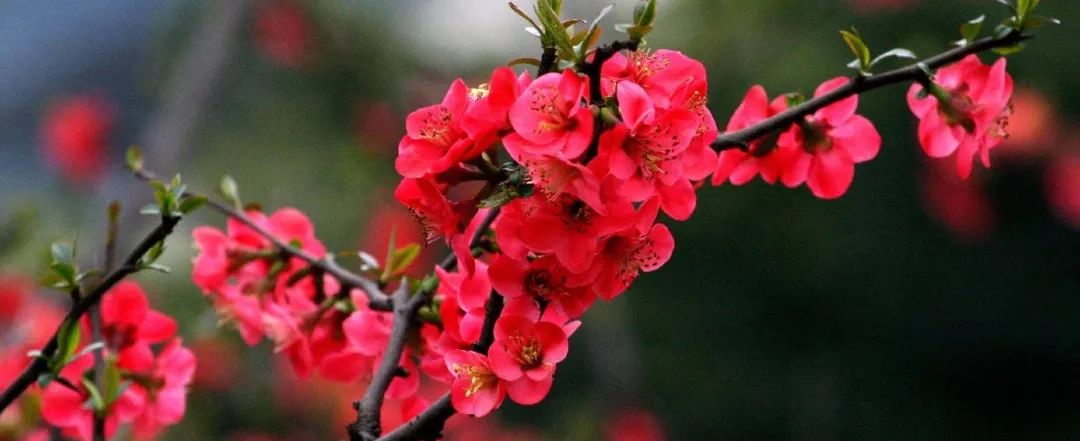 一路芬芳---李谷一的花之歌之二