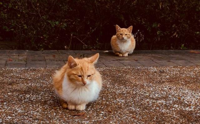 自由的猫不是流浪猫 1f8ef61f4f394b1ebbcfddc2855b686f.jpeg