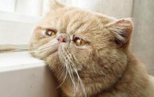 猫的树导演正脸有多帅 26a2ebe697fa417c81de087b4ee94410.jpeg