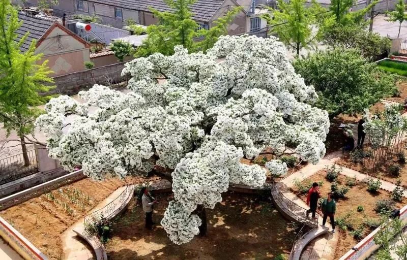 威海百年流苏树花开如覆雪美爆了