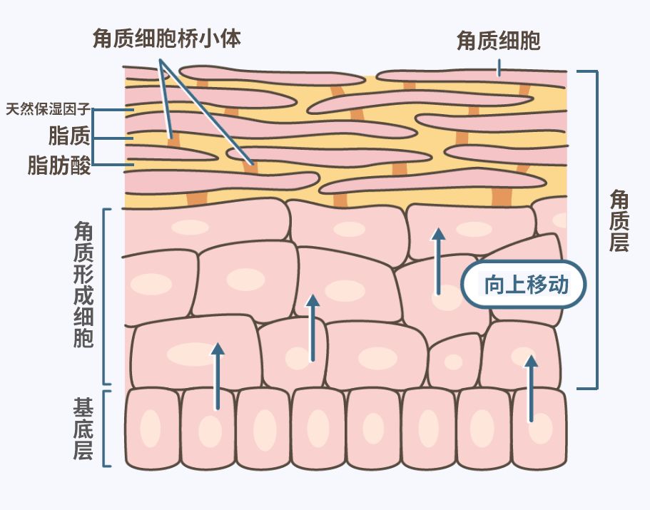 细胞中的GDP是怎样产生的_工作细胞血小板图片