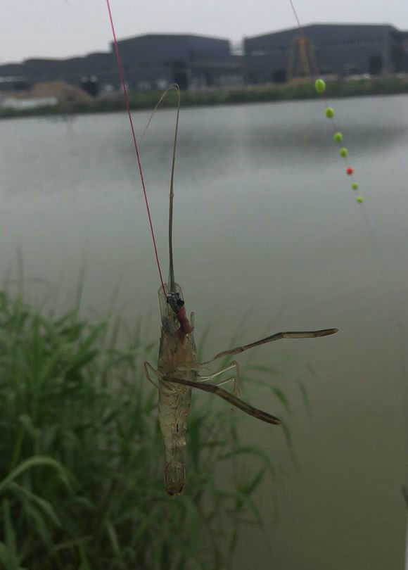 怎样才能钓到河里的河虾 2e233a094b4849b08ef59b0210cd634e.jpeg