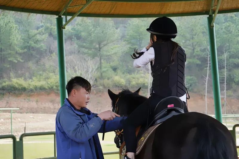 仙庭马荟零基础也能让你策马扬鞭