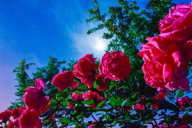 花卉摄影:月光下的月季花更妖娆