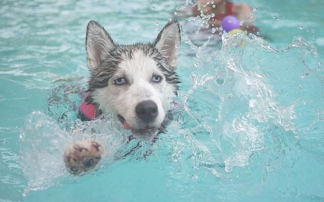 氯化水不傷害狗狗，但在狗狗跳進泳池前，這6點你必須注意 寵物 第1張