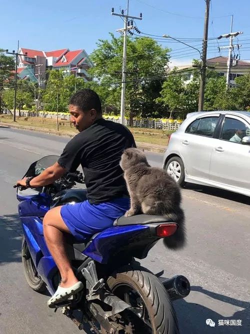 铲屎官骑着摩托车带猫咪一起去兜风