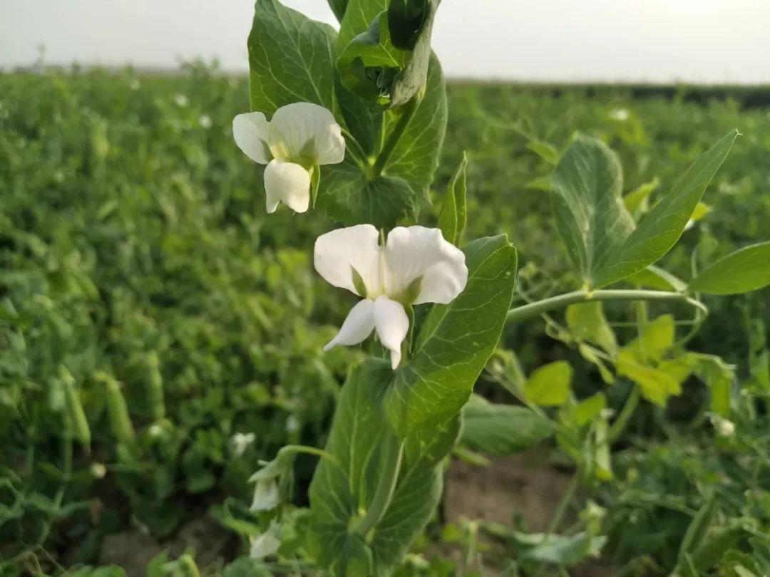 实拍:平度田间地头这些植物你认识么?