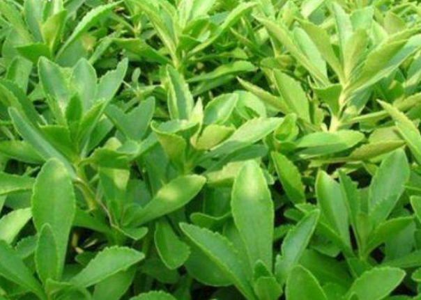 农村常见野菜多多,几种野菜夏季清热解毒,越吃越瘦 欧美xⅹx.www日本
