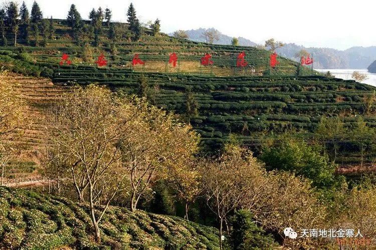 快看刚刚荣膺中国最美茶园的金寨西茶谷主题公园究竟有多美