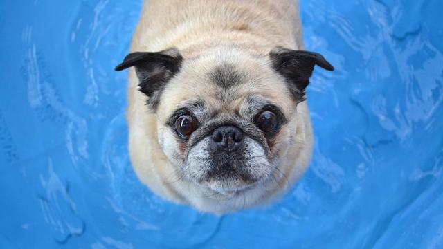 氯化水不傷害狗狗，但在狗狗跳進泳池前，這6點你必須注意 寵物 第2張