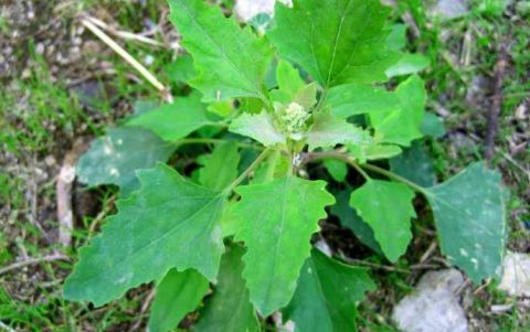 农村田间喂猪的野菜 能清热解毒 防贫血除口臭_野草