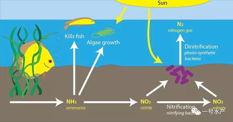 因此,水中的氮循环不仅对减轻池塘中的nh3有毒气体具有重要意义,而且