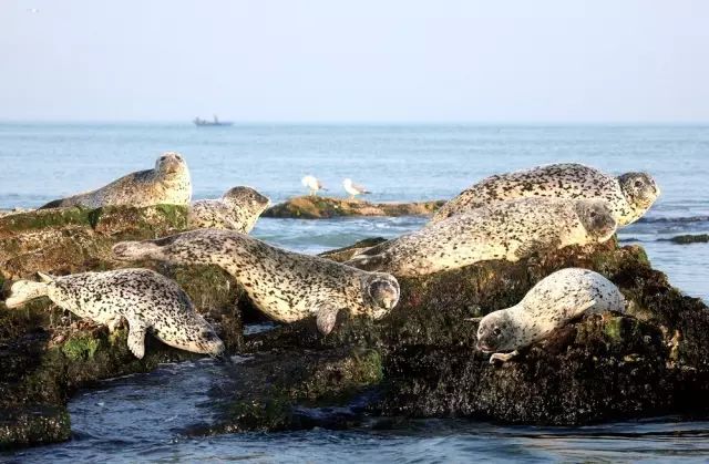 端午节东海海驴岛6月79日自驾海驴岛好运角那香海3日游海岛海鸟海滩