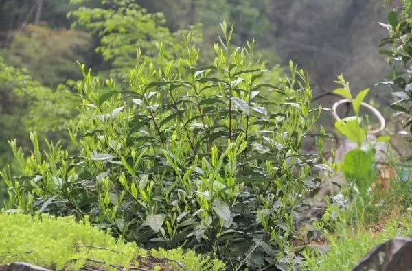 茶香氤氲醉美猴坑