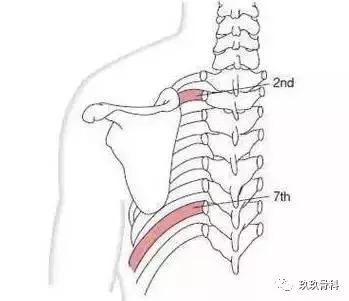 有五块肌肉附着于肩胛骨和锁骨,并提供肩胛带的运动.