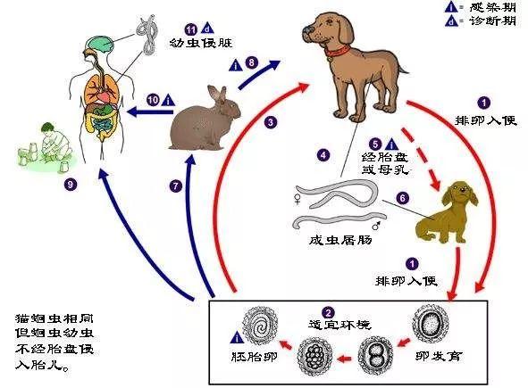 排出的粪便中含有大量虫卵被弓蛔虫寄生的猫狗狗,猫肠道内的常见寄生