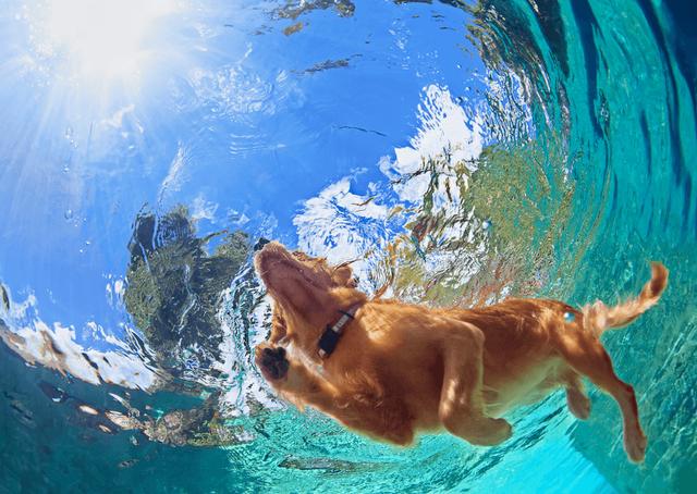 氯化水不傷害狗狗，但在狗狗跳進泳池前，這6點你必須注意 寵物 第3張
