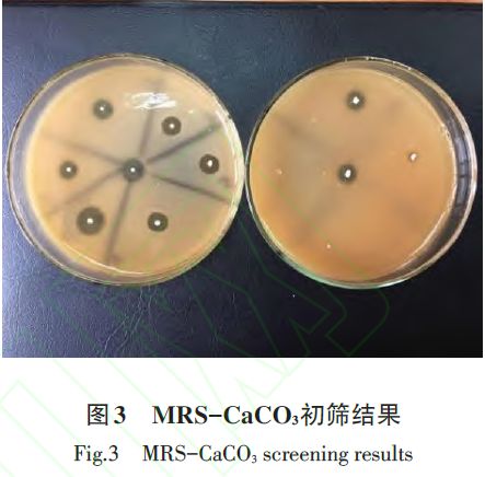 液体发酵饲料植物乳杆菌诱变育种的研究