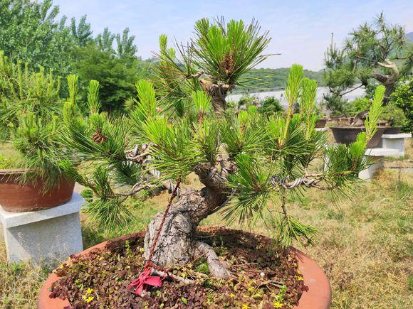 松是哪里的 6fe4733f4bec4f92b07ec004bf93051b.jpeg