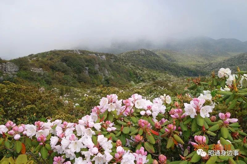 昭阳区小龙洞乡宁边大岩洞万亩木耳花开得正艳