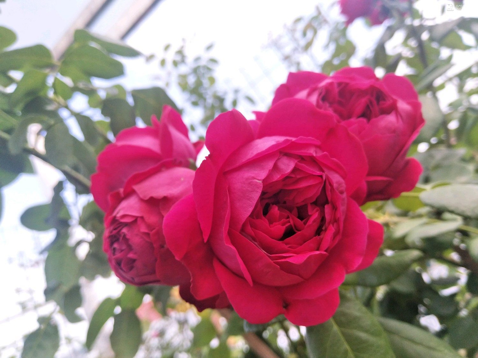 月季花有花苞不开花是咋回事 716ad631022d4d8f85ac1915fe31cf7a.jpeg