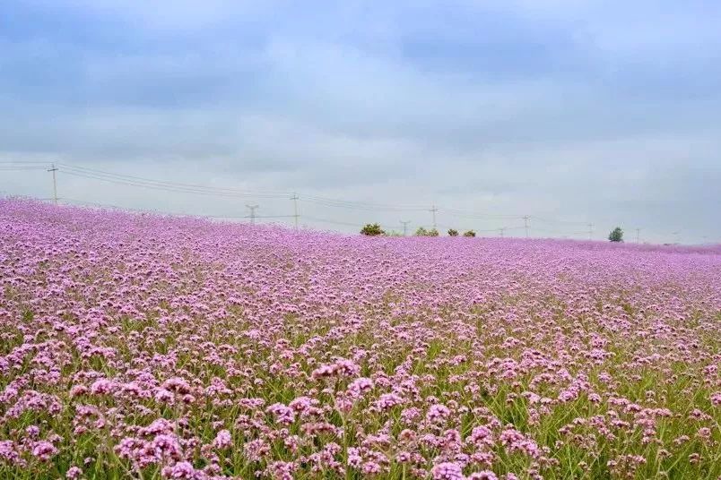 浦口旅游520相约河岸花海许你一场浪漫邂逅