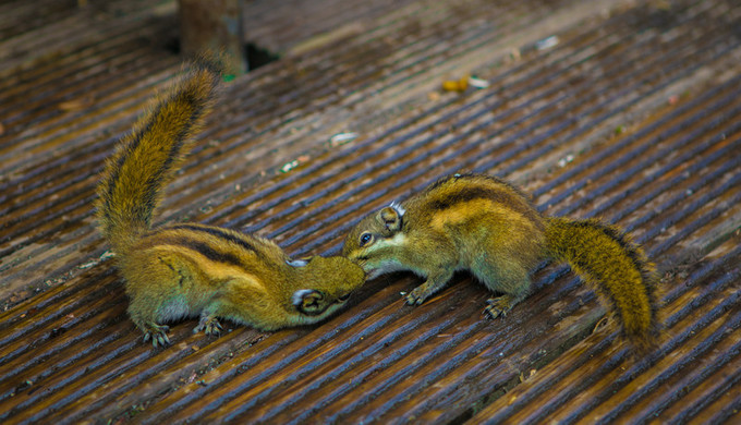 梦境交织,蛇鼠入家的深层寓意与心理解析 梦境交织,蛇鼠入家的深层寓意与心理解析