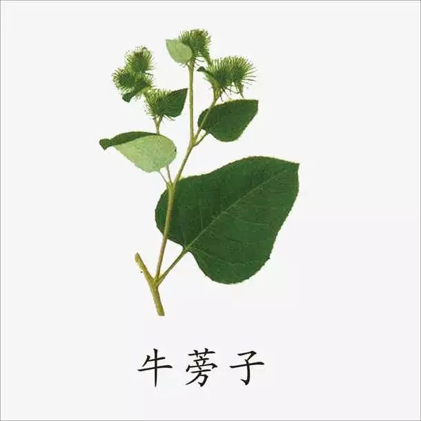 每天认识一味中药:牛蒡子——疏散风热,宣肺利咽