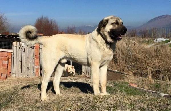 地球上5大大型犬种,它们看起来很凶,实际上很温顺,你养了吗?