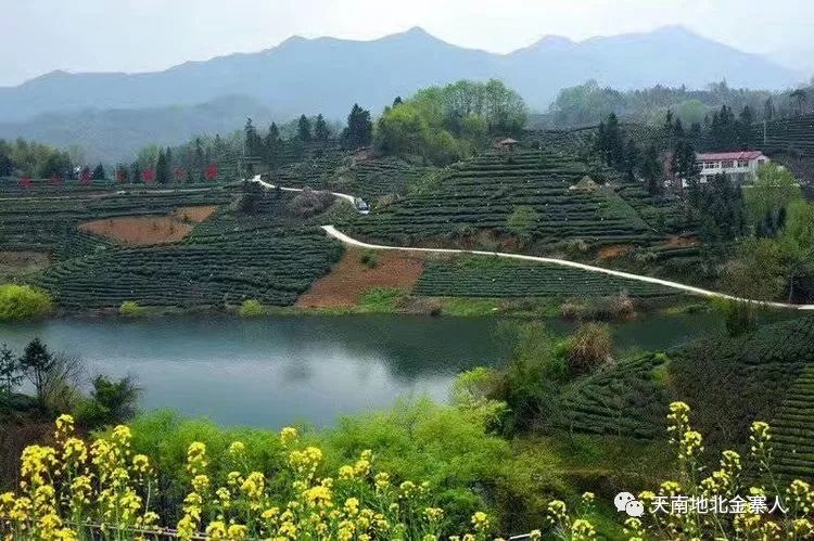 快看刚刚荣膺中国最美茶园的金寨西茶谷主题公园究竟有多美