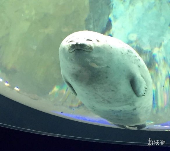 最近很火的海豹视频 8bb5c77860744483a9010acde6126f6a.jpeg