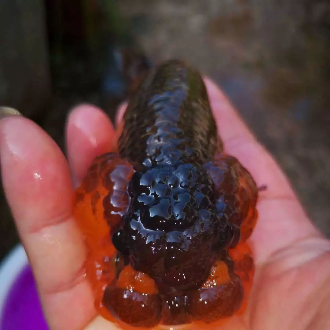 虎头