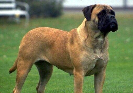 地球上5大大型犬种 它们看起来很凶 实际上很温顺 你养了吗 高犬
