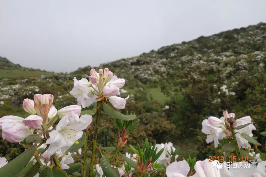 昭阳区小龙洞乡宁边大岩洞万亩木耳花开得正艳