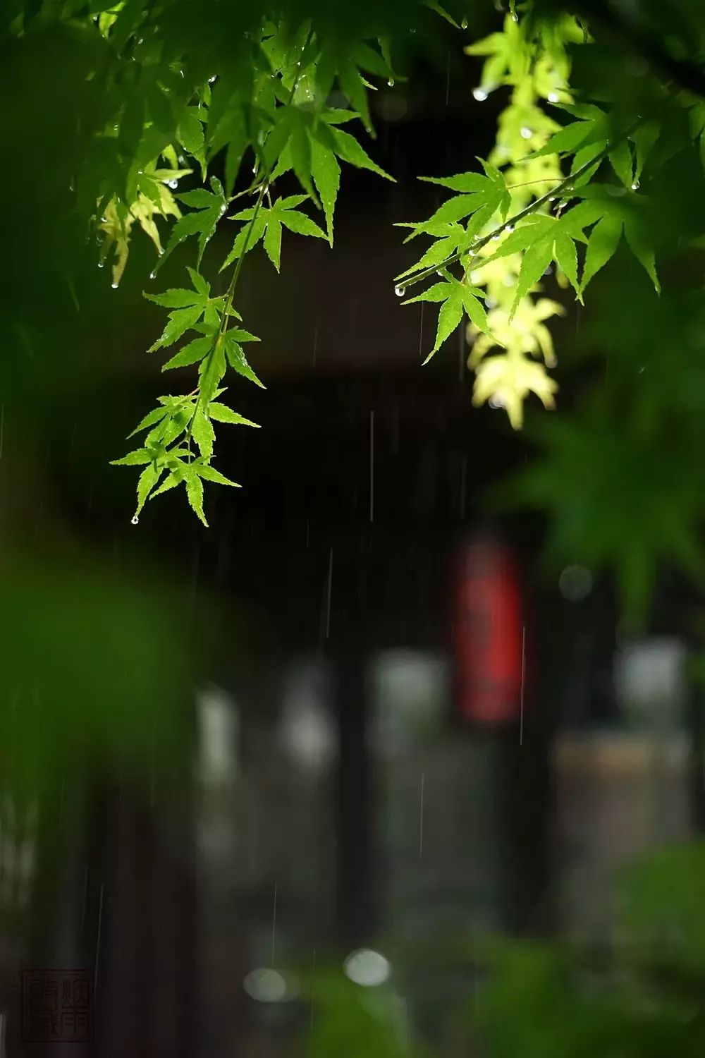 聆听夏雨的吟唱