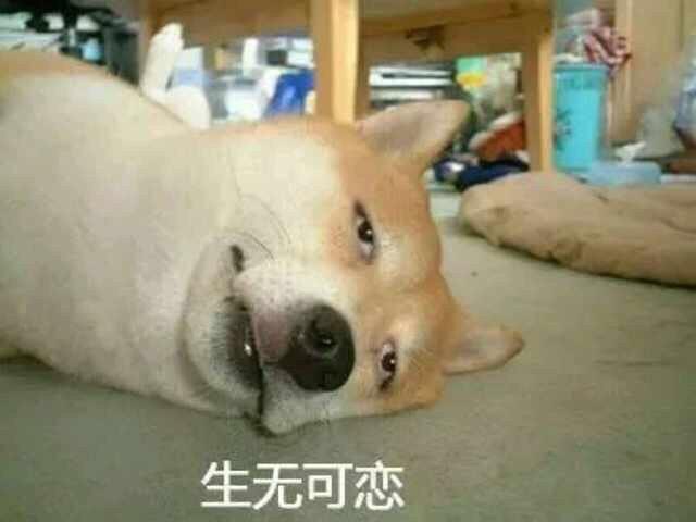 柴犬表情包：你再捏我臉我和你急！ 未分類 第7張