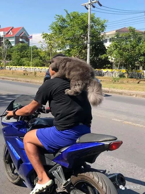 铲屎官骑着摩托车带猫咪一起去兜风