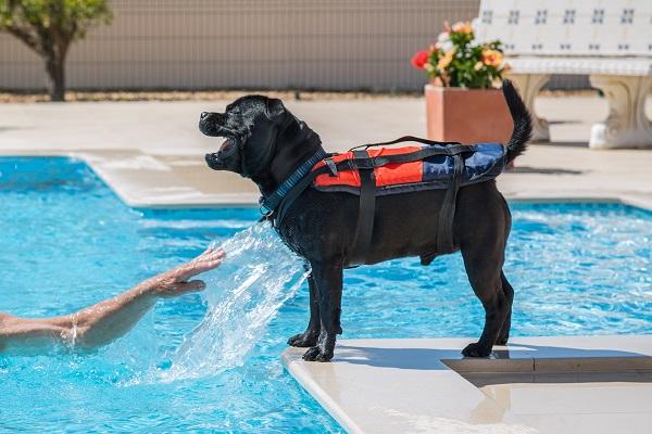 氯化水不傷害狗狗，但在狗狗跳進泳池前，這6點你必須注意 寵物 第4張