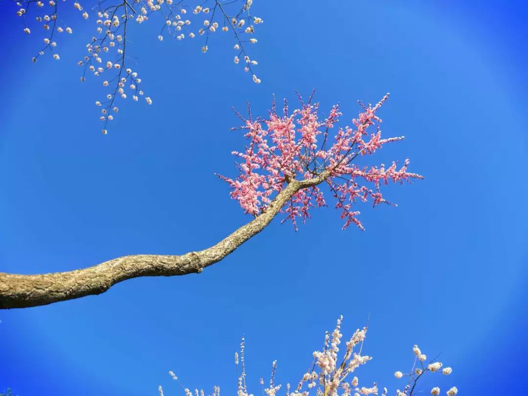 一颗开花的树简谱_一颗会开花的树谢春花