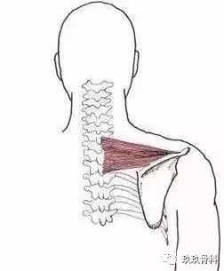 收藏丨肩胛带的解剖与功能!