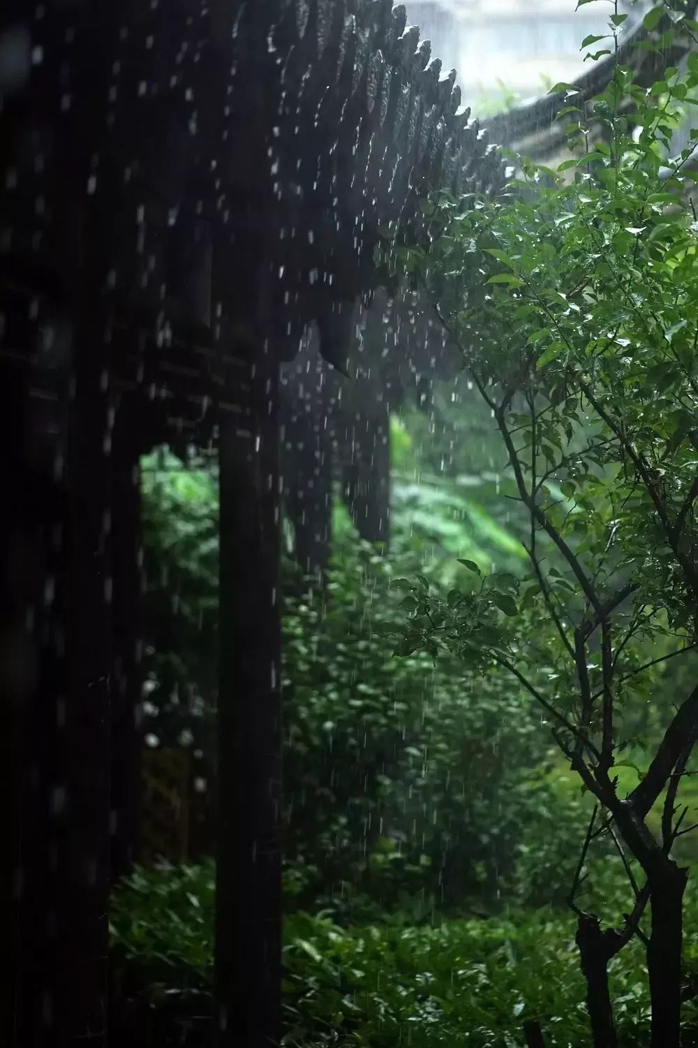 聆听夏雨的吟唱