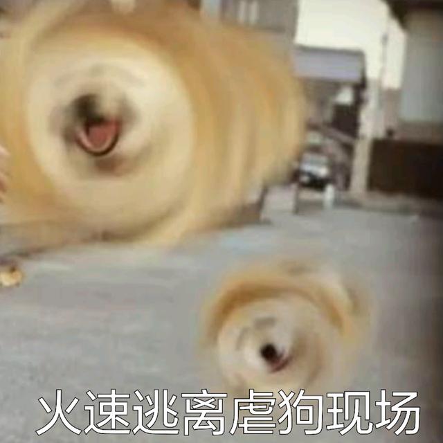 柴犬表情包：你再捏我臉我和你急！ 未分類 第13張