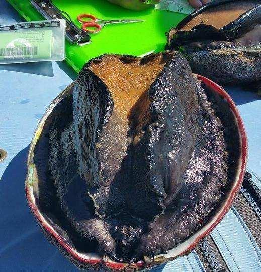 世界上最大的鲍鱼有多大?堪比汽车轮胎,15个人