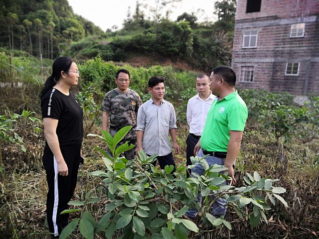 韦少坚牵线番石榴种植专家扶技贫困户
