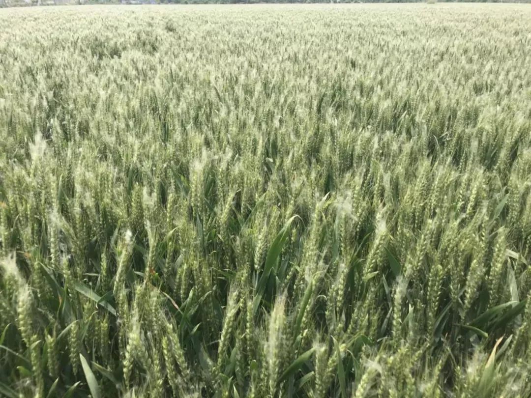 当地优质小麦种植品种以新麦26,郑麦3为,普麦品质以百农207居多