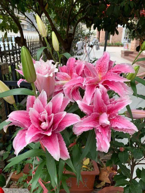 百合的种植方法怎样才能多开花 f756c41ad4784474bab6f7d30a7c63ed.jpeg