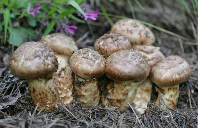 松茸图片怎么吃法 fdd707fc93da422190ece93f629bcffe.jpeg