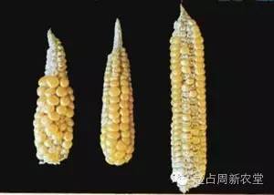 25张真相照，告诉您玉米该施什么肥！  农资人 农资人网站 农资人网 植保技术 玉米 第17张
